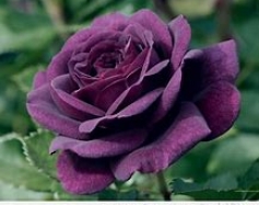 xe ba gác xe tải chuyển nhà phú mỹ thủ dầu một