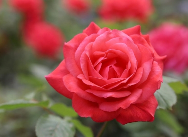 xe ba gác xe tải chở hàng tân phước khánh tân uyên 