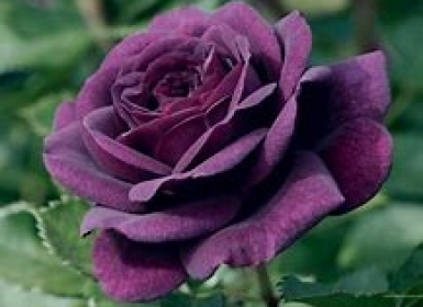 xe ba gác xe tải chuyển nhà phú mỹ thủ dầu một